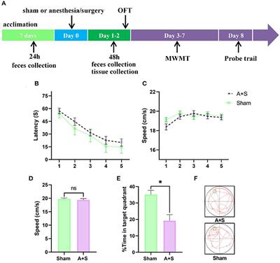 Effect of Anesthesia/Surgery on Gut Microbiota and Fecal Metabolites and Their Relationship With Cognitive Dysfunction